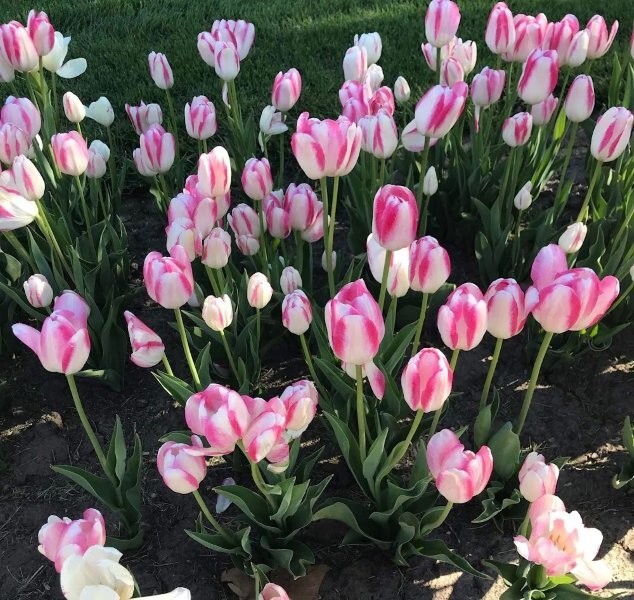 Tulips in Pella, Iowa